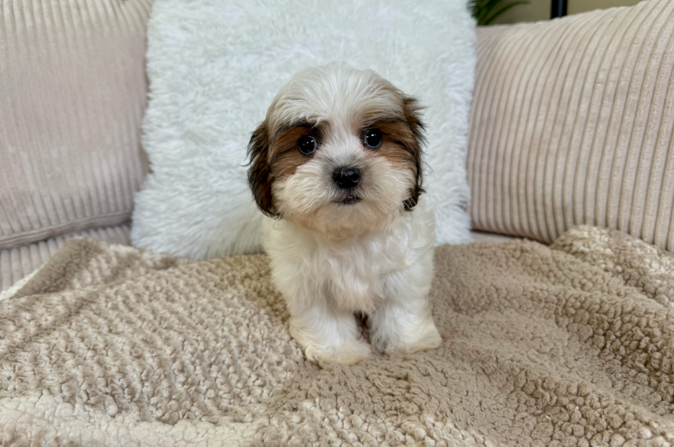 9 week old Teddy Bear Puppy For Sale - Lone Star Pups