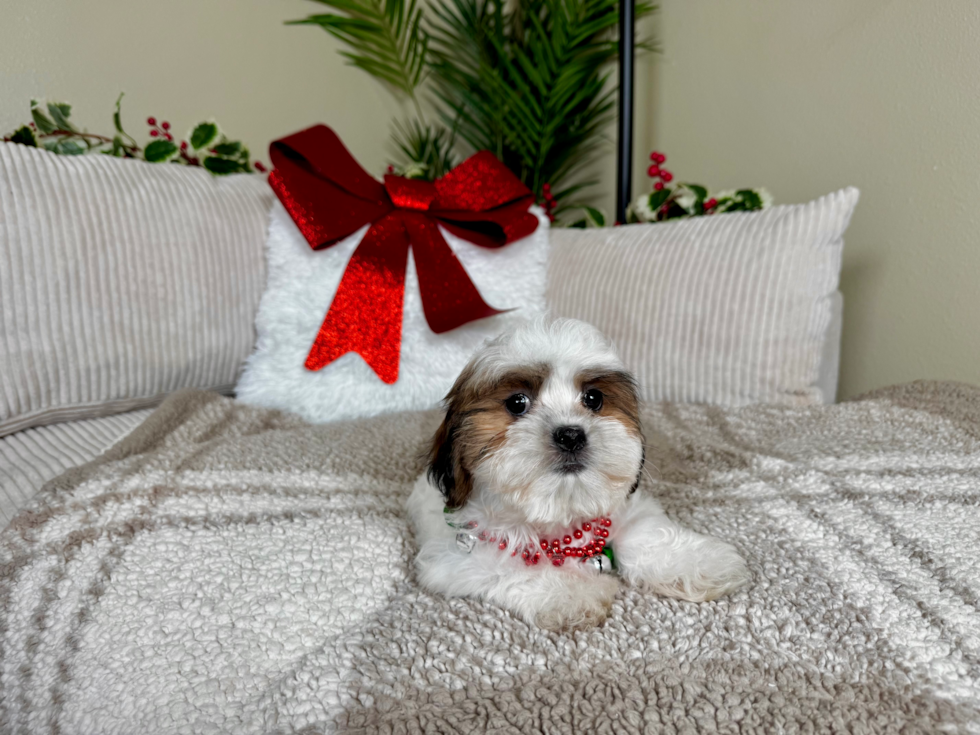 Cute Teddy Bear Baby