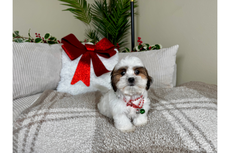 Best Teddy Bear Baby