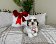 10 week old Teddy Bear Puppy For Sale - Lone Star Pups