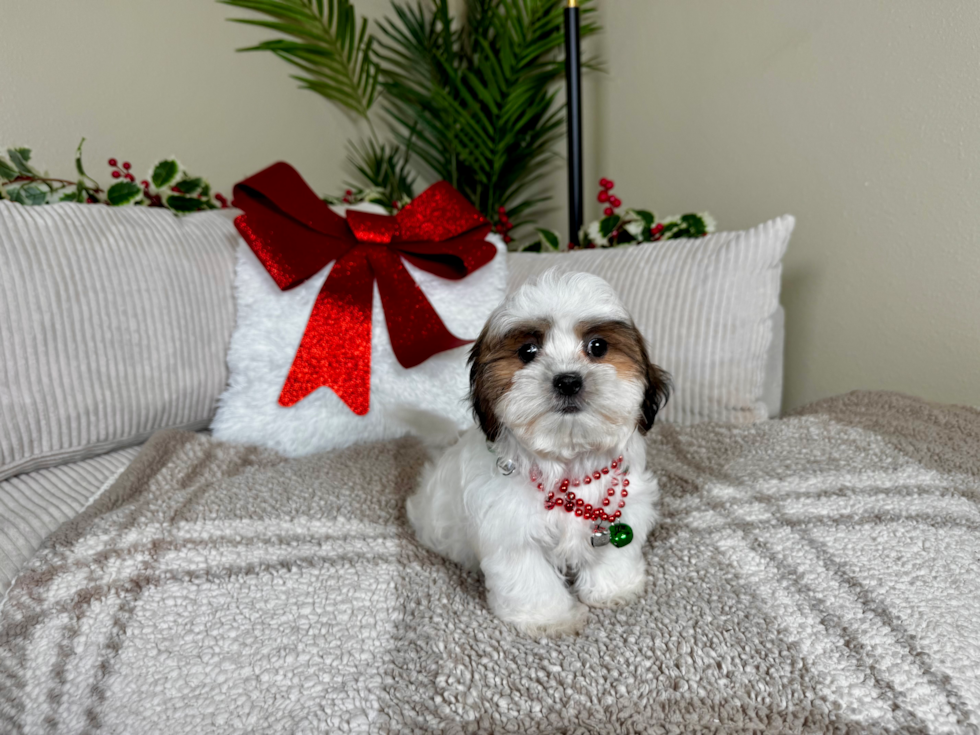 Best Teddy Bear Baby