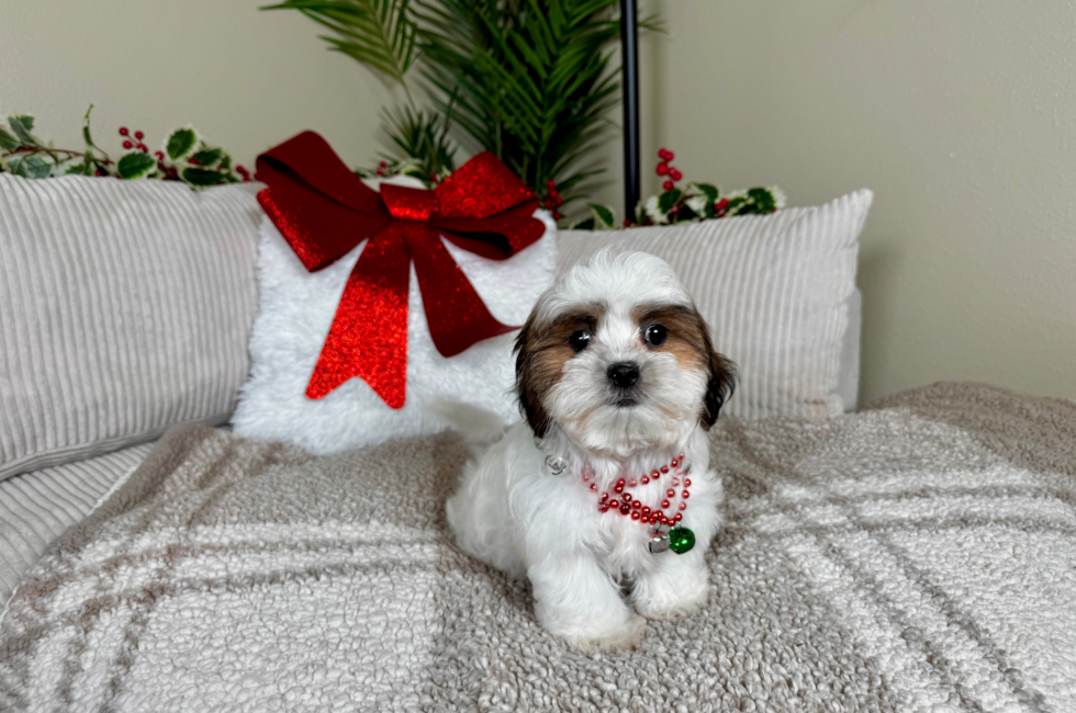 10 week old Teddy Bear Puppy For Sale - Lone Star Pups