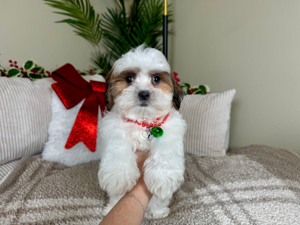 Cute Teddy Bear Designer Pup