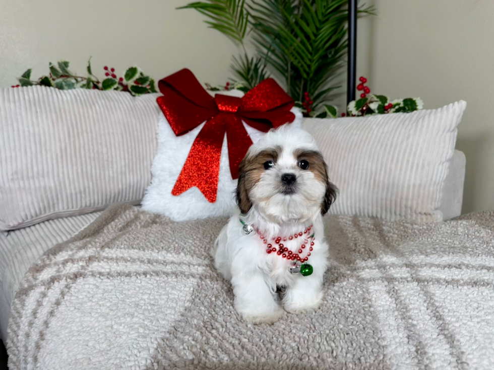 Best Teddy Bear Baby