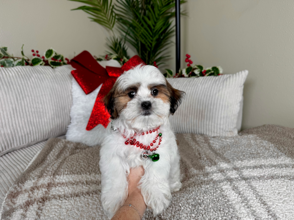 Cute Teddy Bear Designer Pup