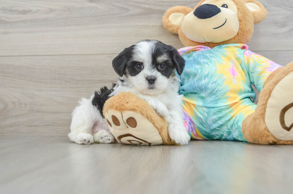 6 week old Teddy Bear Puppy For Sale - Lone Star Pups