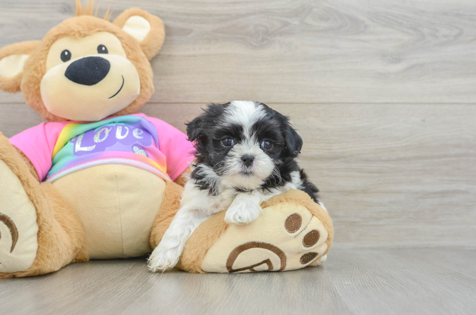 5 week old Teddy Bear Puppy For Sale - Lone Star Pups