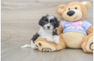 Teddy Bear Pup Being Cute