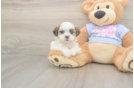Teddy Bear Puppy for Adoption