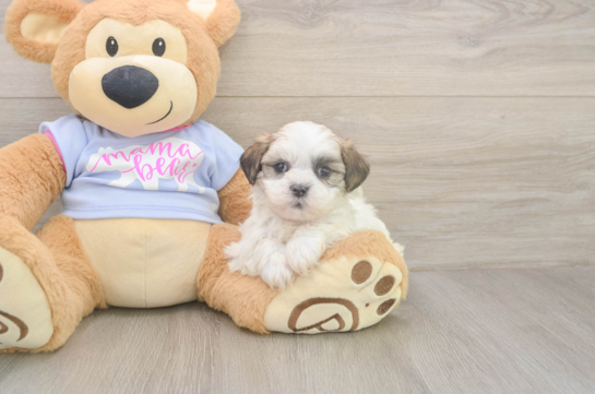 Smart Teddy Bear Designer Pup