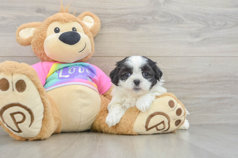 5 week old Teddy Bear Puppy For Sale - Lone Star Pups