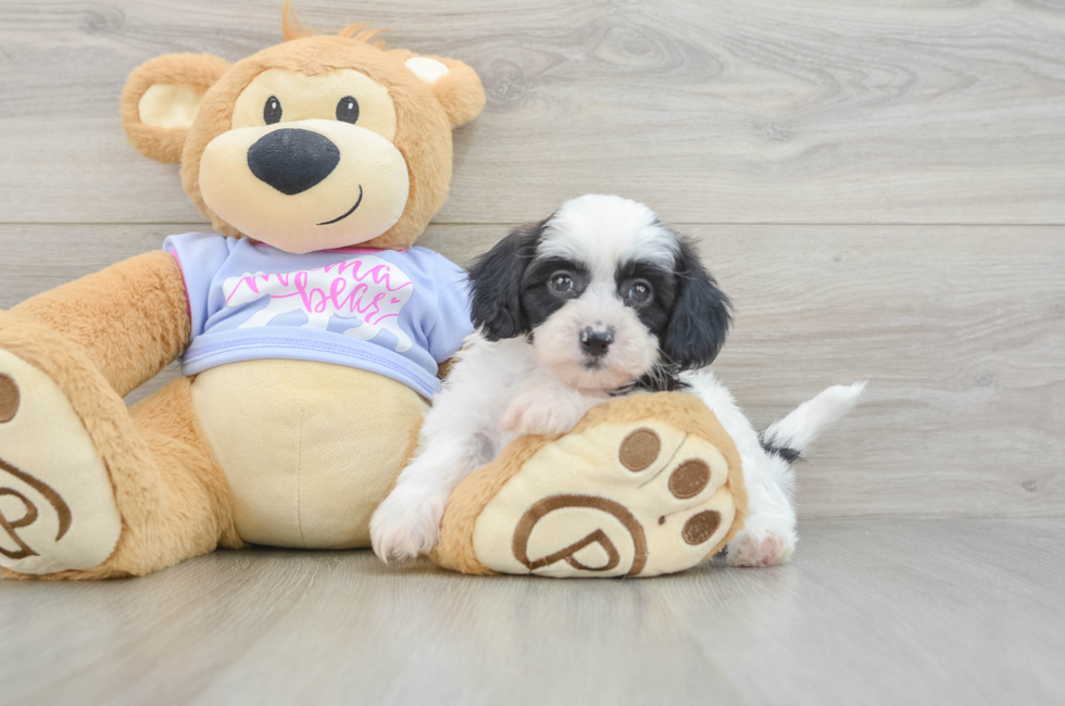 5 week old Teddy Bear Puppy For Sale - Lone Star Pups