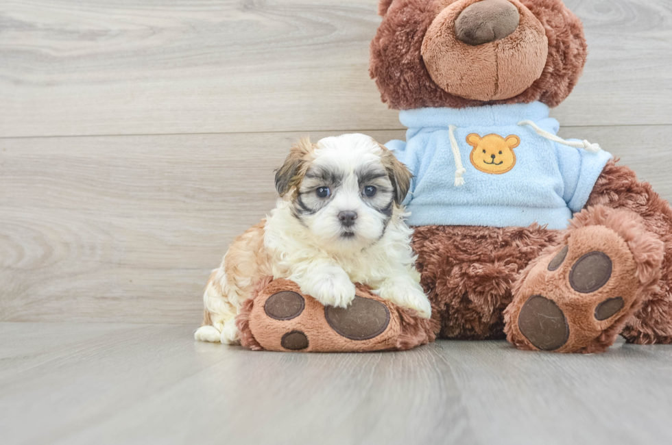 5 week old Teddy Bear Puppy For Sale - Lone Star Pups