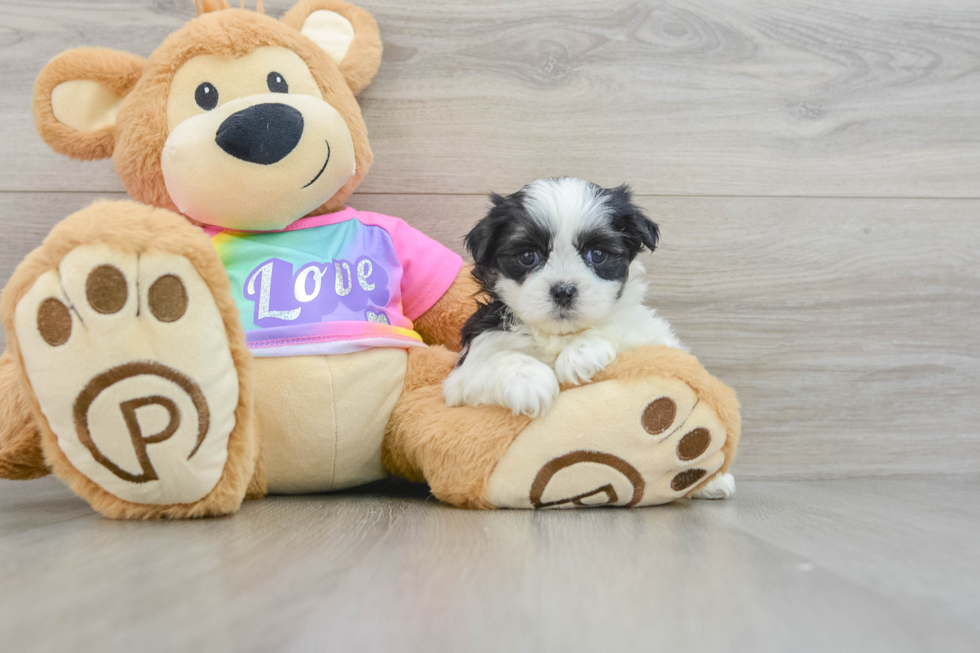 Petite Teddy Bear Designer Pup