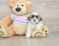 7 week old Teddy Bear Puppy For Sale - Lone Star Pups