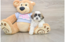 Teddy Bear Puppy for Adoption