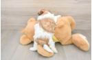 Playful Shi Chon Designer Puppy