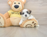 7 week old Teddy Bear Puppy For Sale - Lone Star Pups