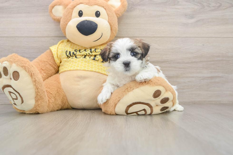 Teddy Bear Pup Being Cute