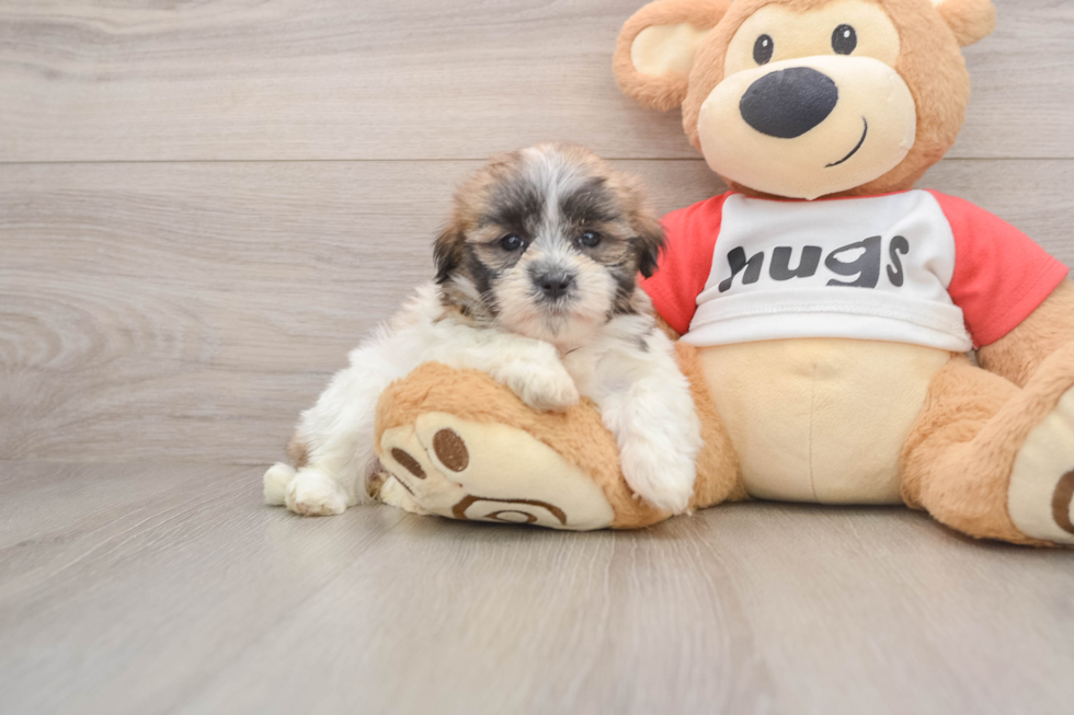 Fluffy Teddy Bear Designer Pup