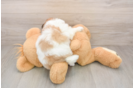 Best Teddy Bear Baby