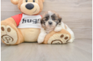 Teddy Bear Puppy for Adoption