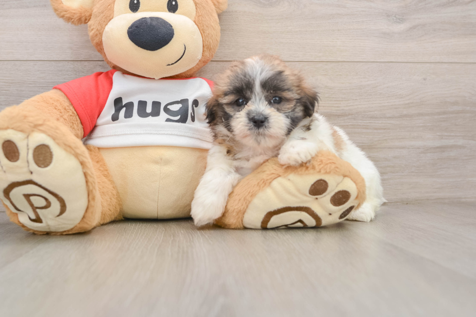 Teddy Bear Puppy for Adoption