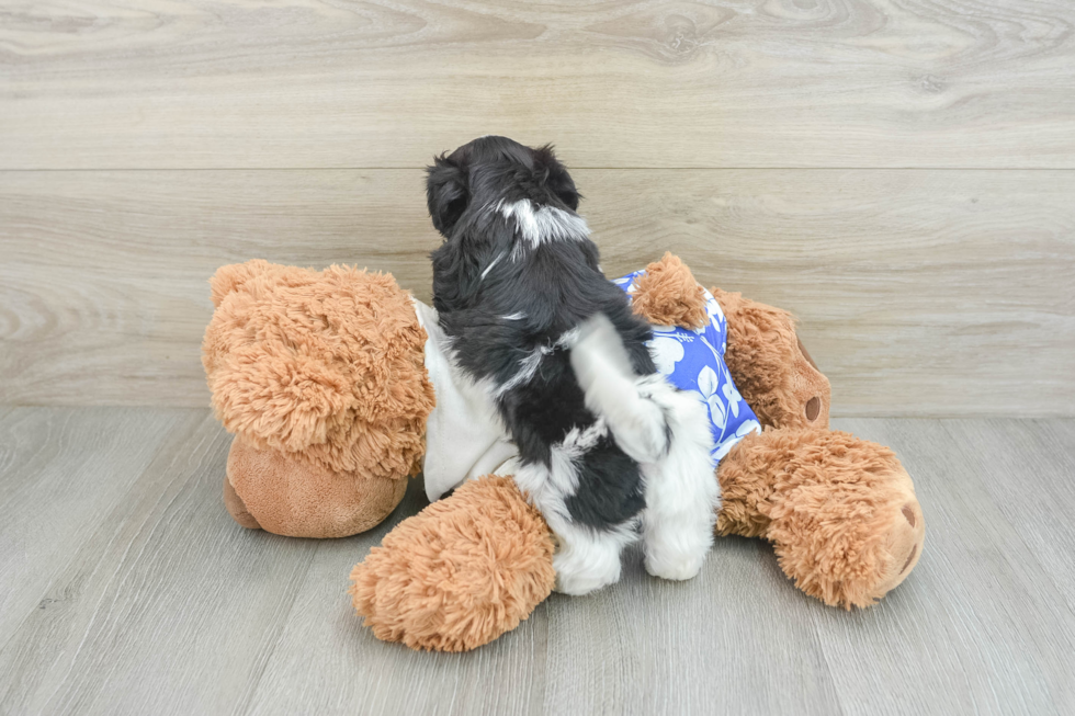 Popular Teddy Bear Designer Pup