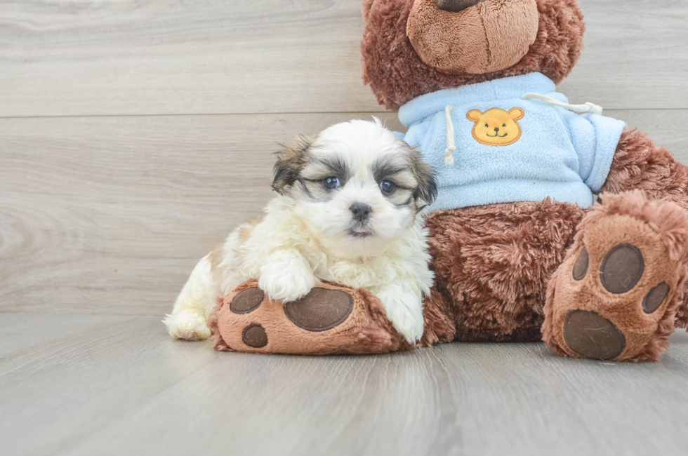 5 week old Teddy Bear Puppy For Sale - Lone Star Pups