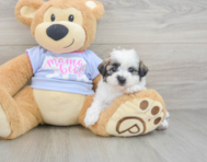 7 week old Teddy Bear Puppy For Sale - Lone Star Pups