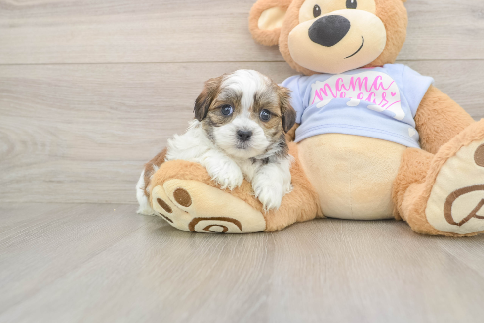 Happy Teddy Bear Baby