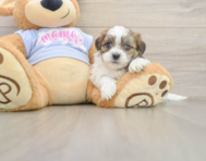 5 week old Teddy Bear Puppy For Sale - Lone Star Pups
