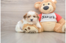 Teddy Bear Pup Being Cute