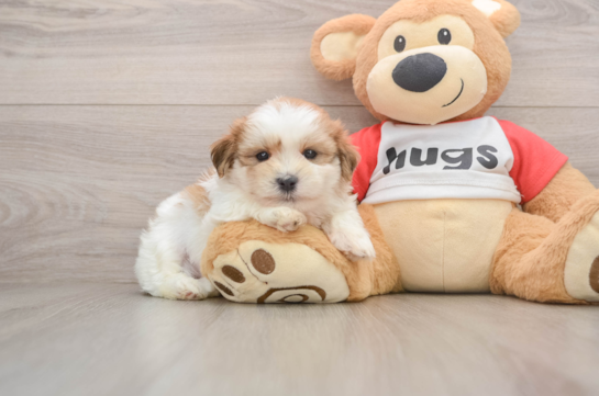 Teddy Bear Pup Being Cute