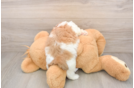 Best Teddy Bear Baby
