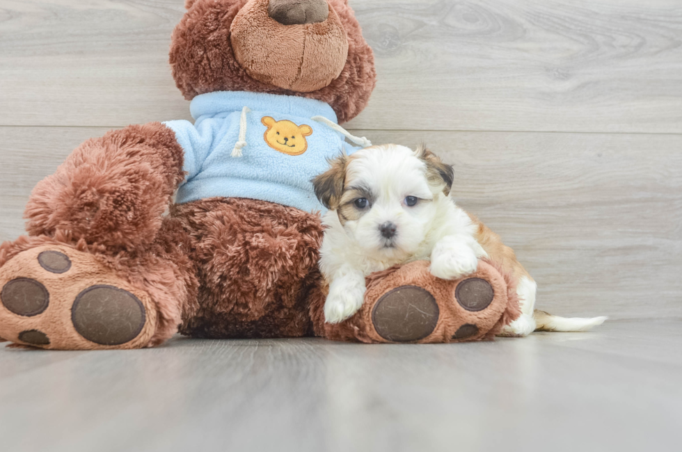 5 week old Teddy Bear Puppy For Sale - Lone Star Pups