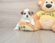 7 week old Teddy Bear Puppy For Sale - Lone Star Pups