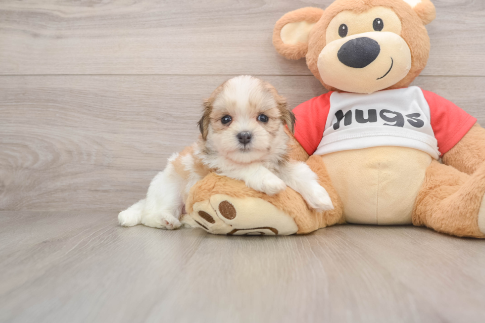 Teddy Bear Puppy for Adoption
