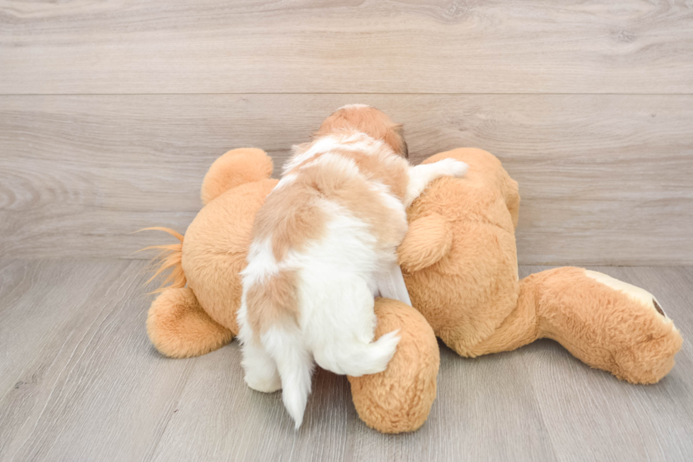 Little Shit Designer Puppy