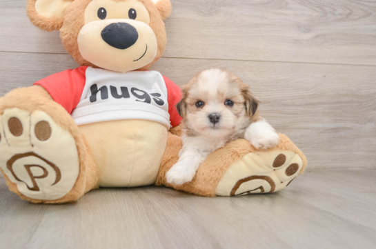 Friendly Teddy Bear Baby