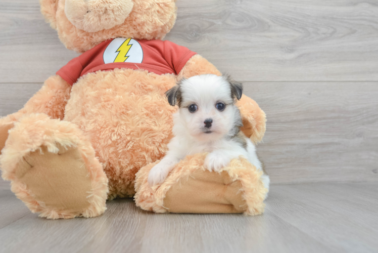 Best Teddy Bear Baby