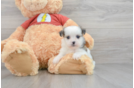 Best Teddy Bear Baby