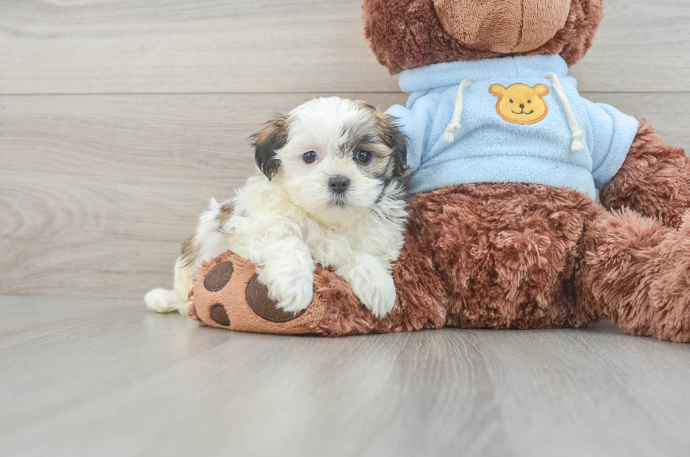 5 week old Teddy Bear Puppy For Sale - Lone Star Pups