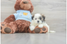 Fluffy Teddy Bear Designer Pup