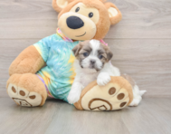 5 week old Teddy Bear Puppy For Sale - Lone Star Pups