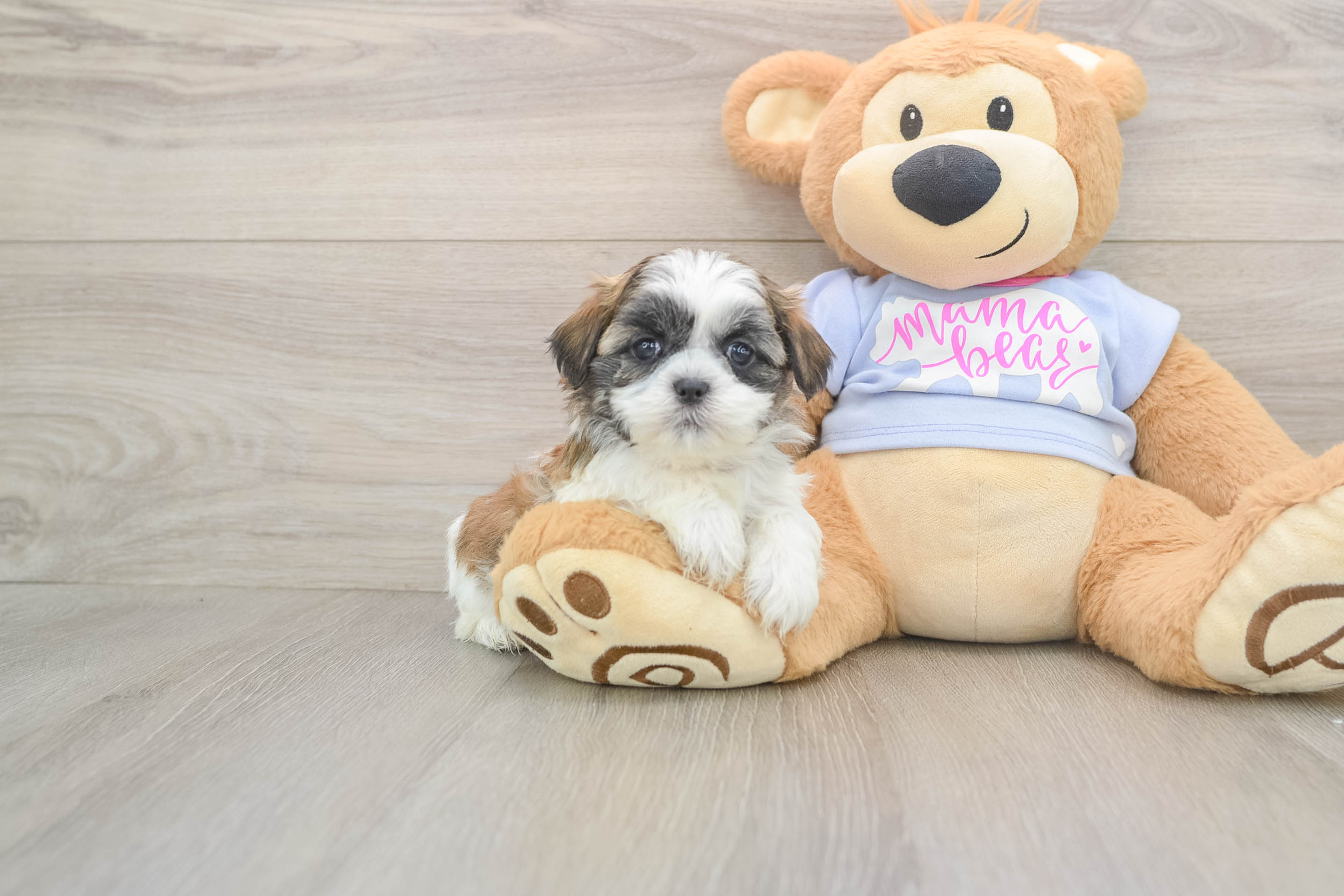 Playful Shichon Designer Puppy
