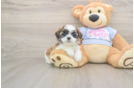 Playful Shichon Designer Puppy