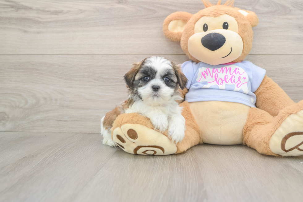 Playful Shichon Designer Puppy