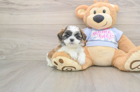 Playful Shichon Designer Puppy