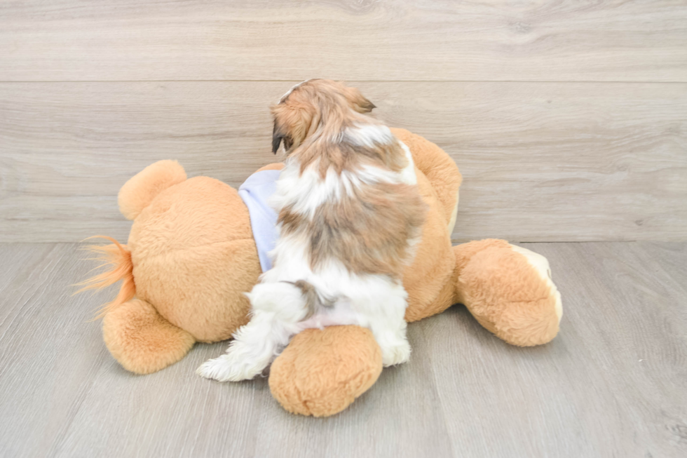 Teddy Bear Puppy for Adoption